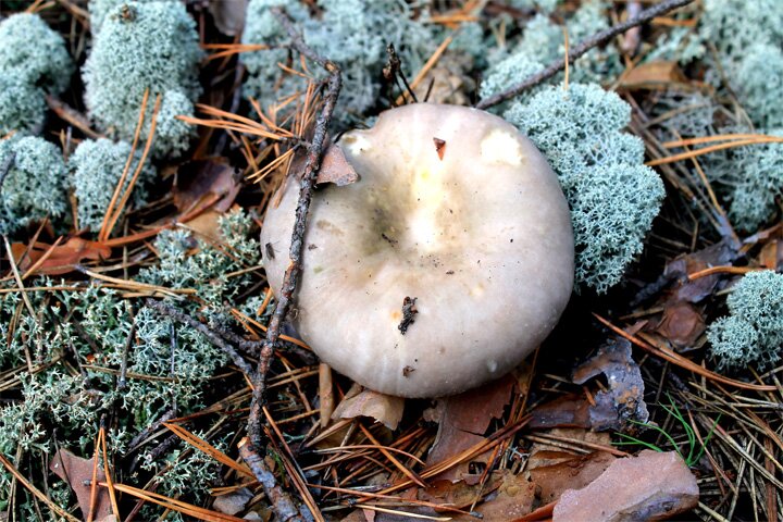 Лес наш Курганский - гриб синявка - он хорош для солева закусь просто ням ням